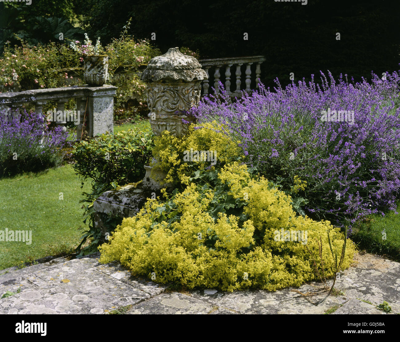 botany, Lady`s mantle, (Alchemilla), Common Lady`s mantle, (Alchemilla vulgaris), yellow flowering perennial in garden, Stock Photo